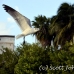 gull_can_h_0122_mex0132.jpg